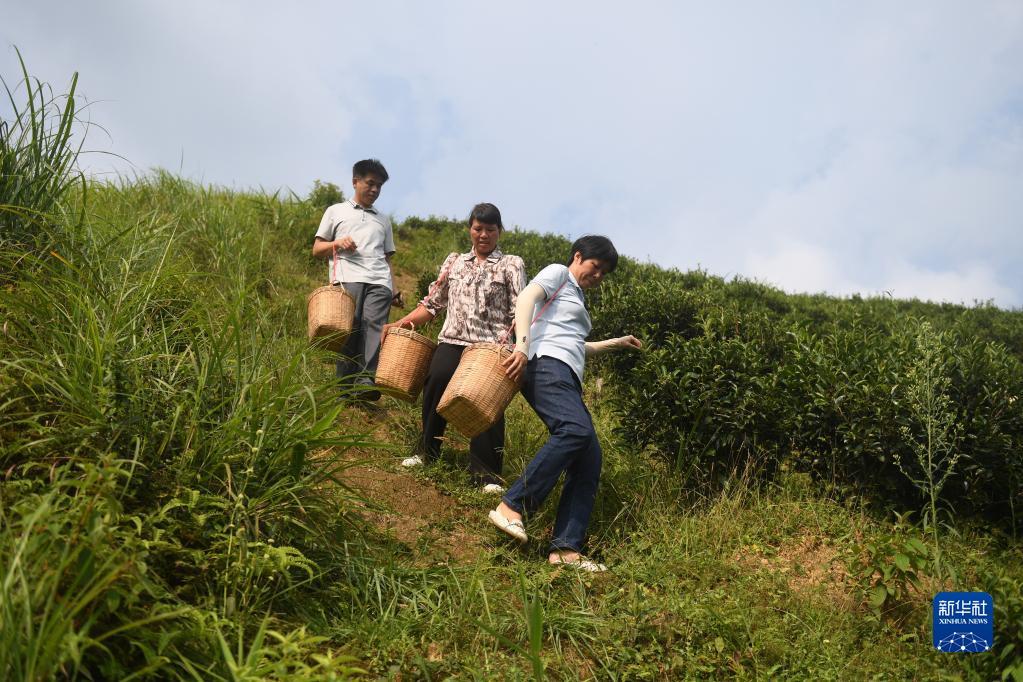 在廣西蒼梧縣六堡鎮(zhèn)山坪村，祝雪蘭（前）和村民采茶后走下茶山（2022年9月22日攝）。新華社記者 陸波岸 攝